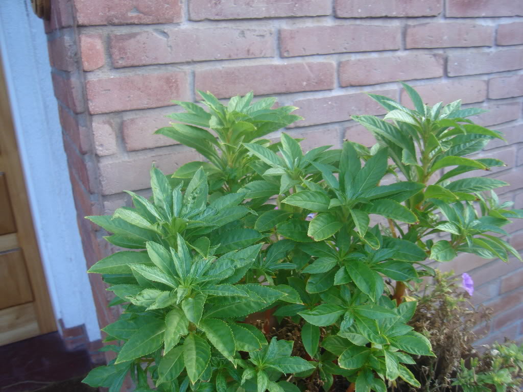 DSC01136.jpg