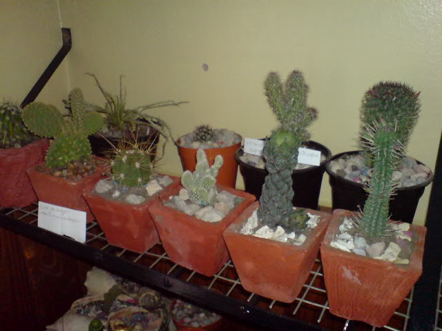 DSC01137.jpg