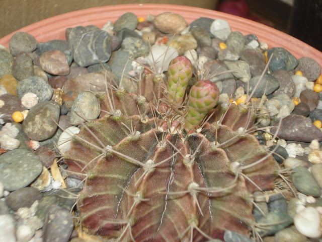 DSC01137.JPG