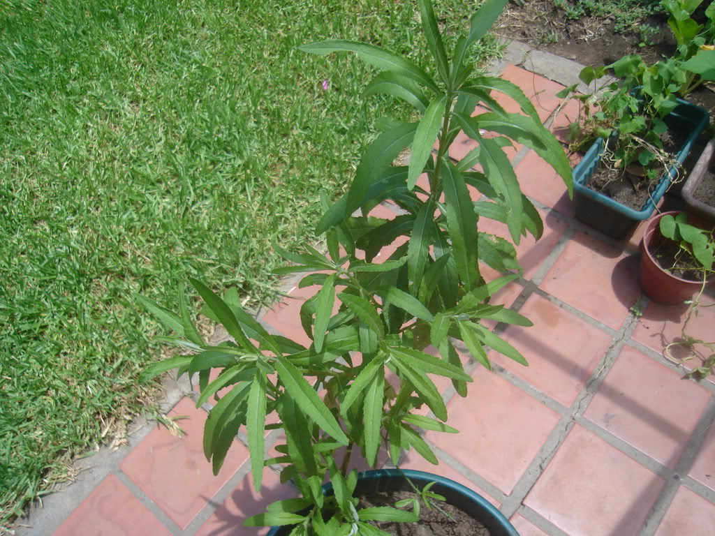 DSC01138.jpg