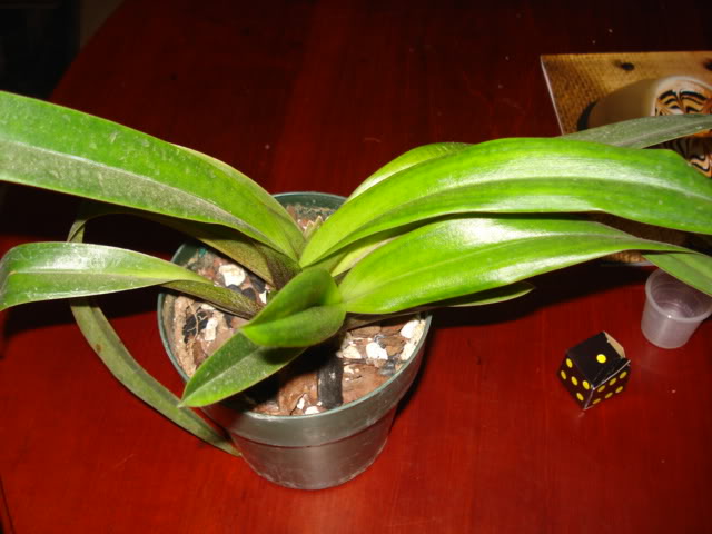 DSC01139.jpg