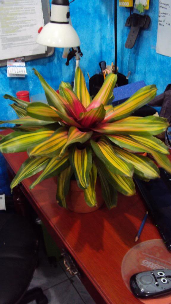 DSC01139.jpg