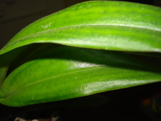 DSC01142.jpg