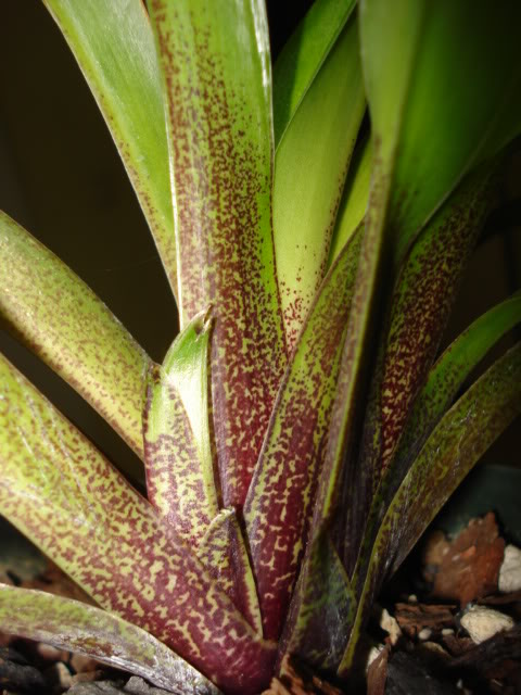 DSC01143-1.jpg