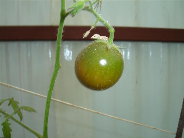 DSC01143.JPG