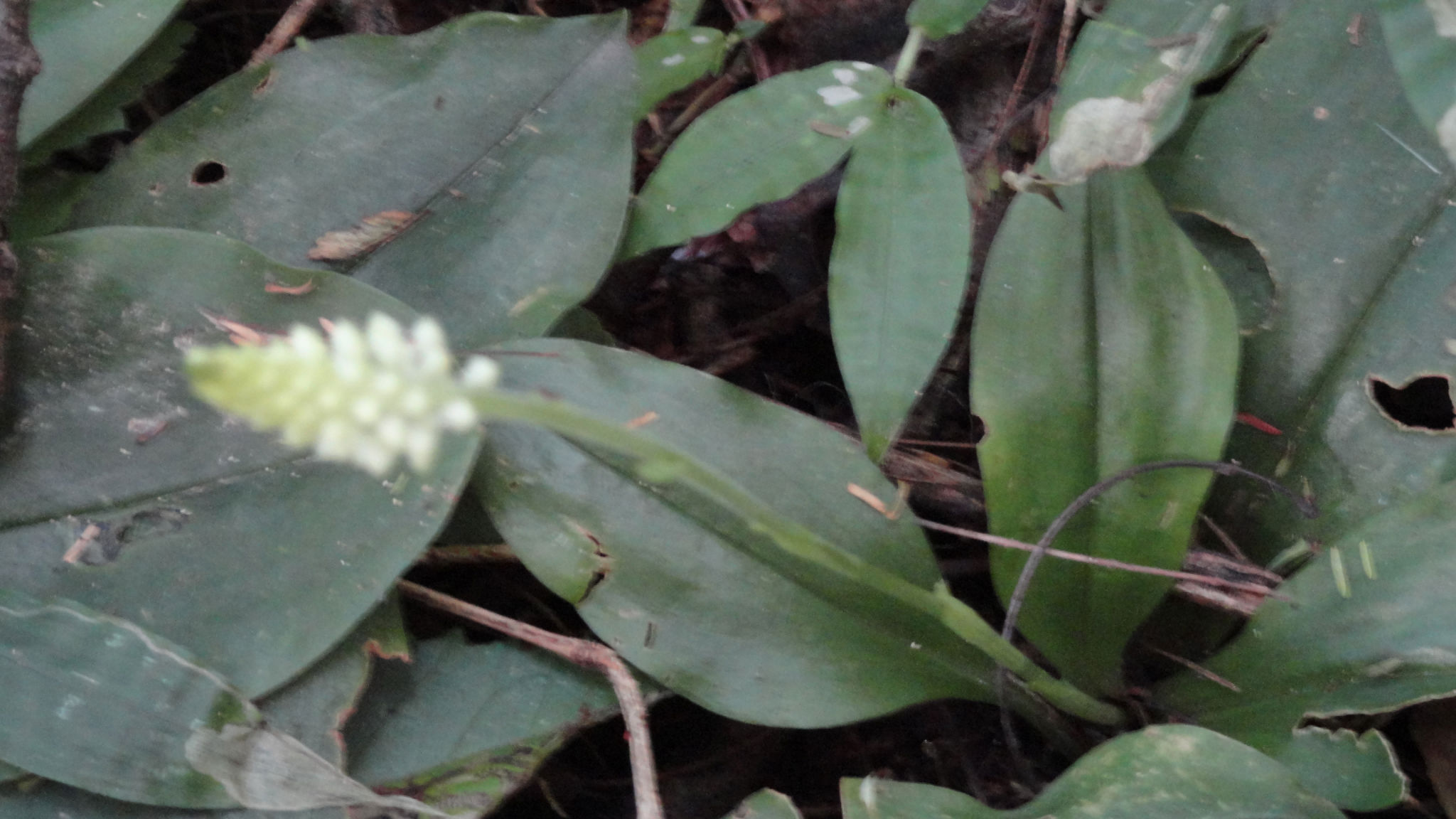 dsc011431.jpg