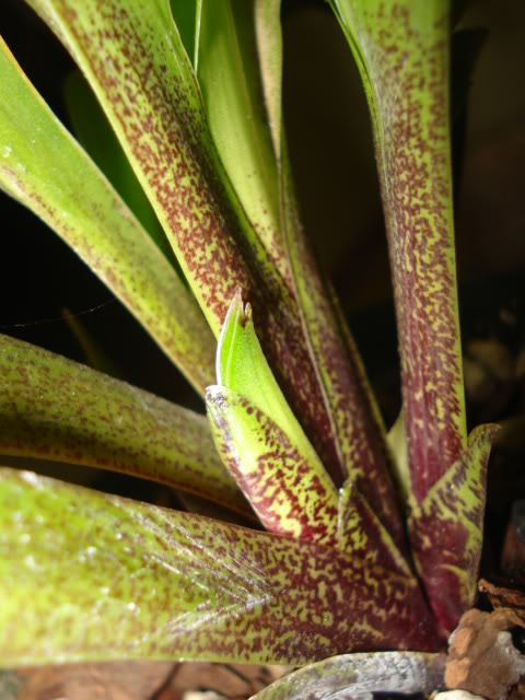 DSC01144-1.jpg