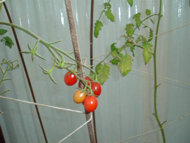 DSC01144.JPG
