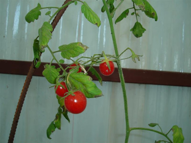 DSC01145.JPG