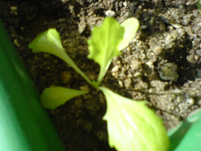 DSC01147.JPG