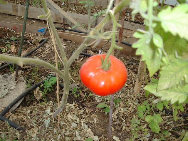 DSC01147.JPG