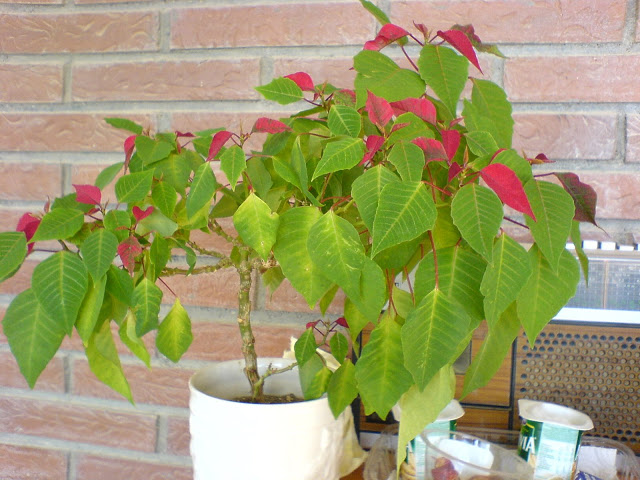 DSC01150.JPG