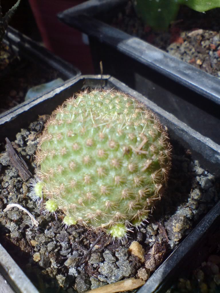 DSC01155.jpg