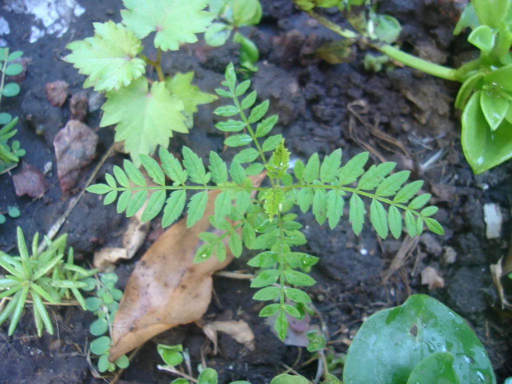 DSC01168.jpg