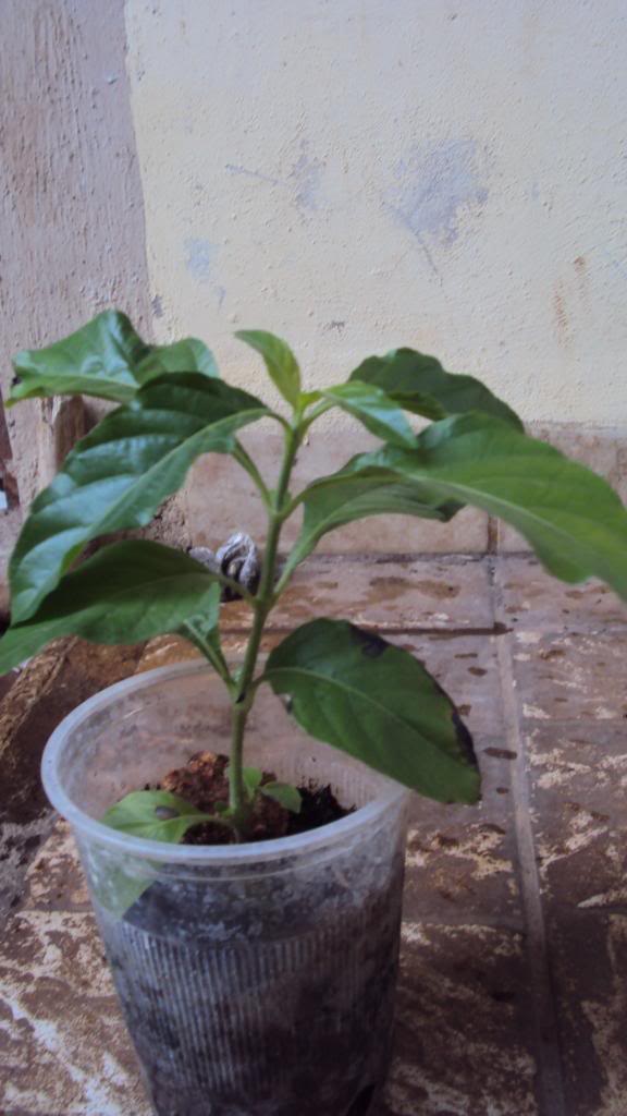 DSC01168.jpg