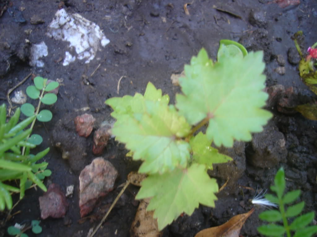 DSC01170.jpg