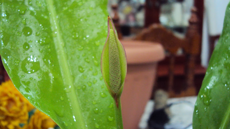 DSC01176.JPG