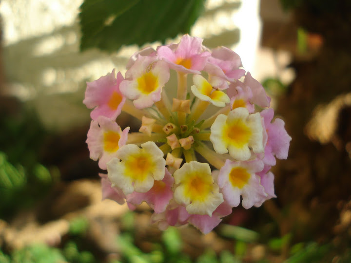 DSC01182.JPG