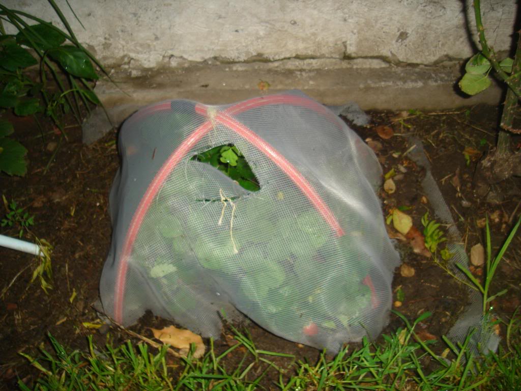 DSC01201.jpg