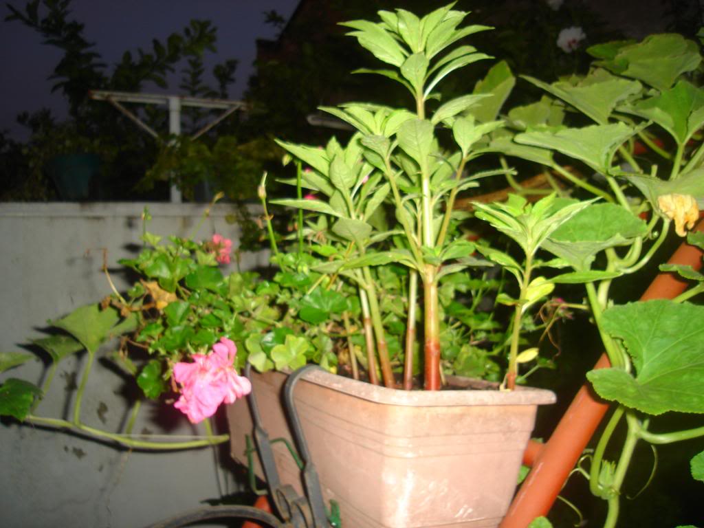 DSC01204.jpg