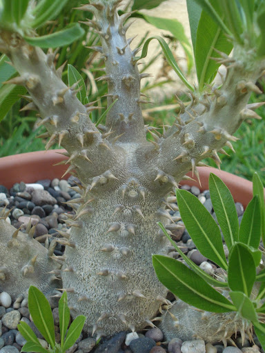DSC01206.JPG