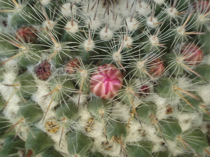 DSC01207.JPG