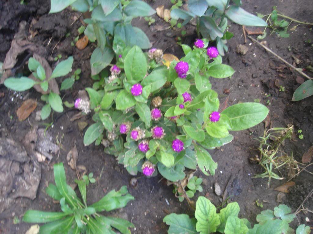 DSC01212.jpg