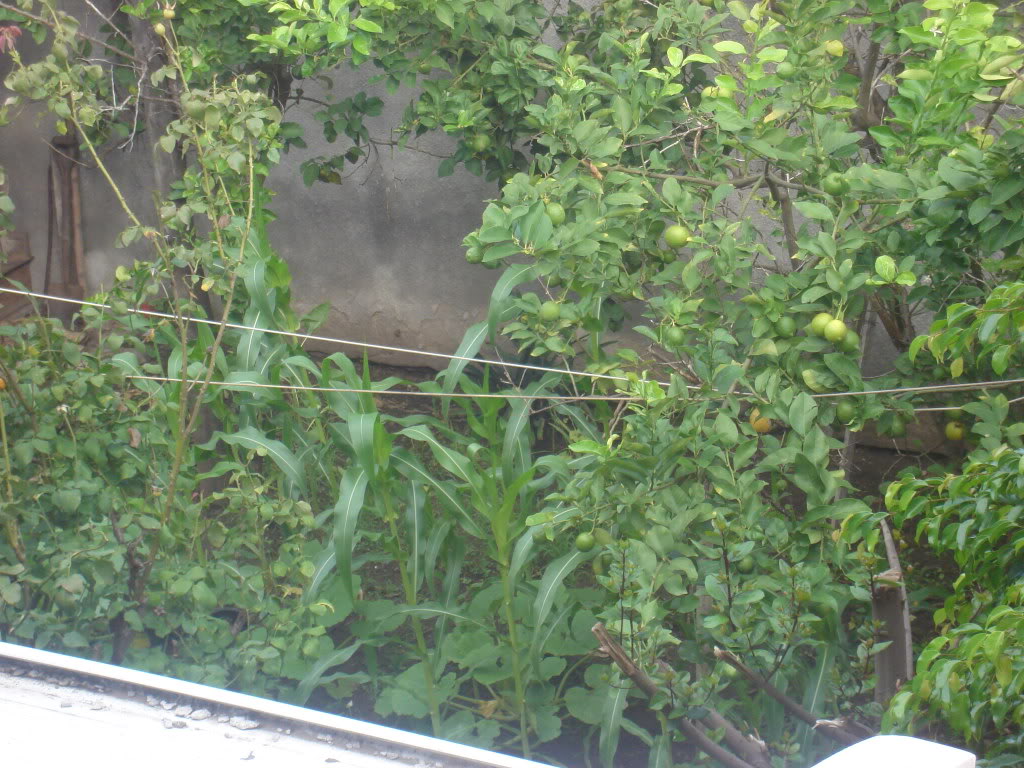 DSC01213.jpg