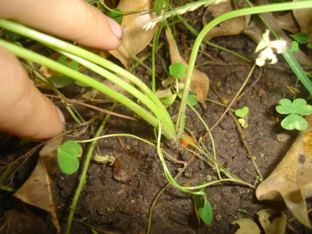 DSC01219.jpg