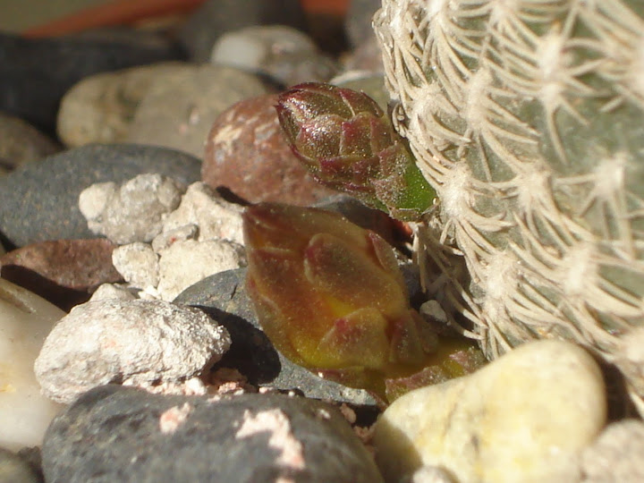 DSC01220.JPG