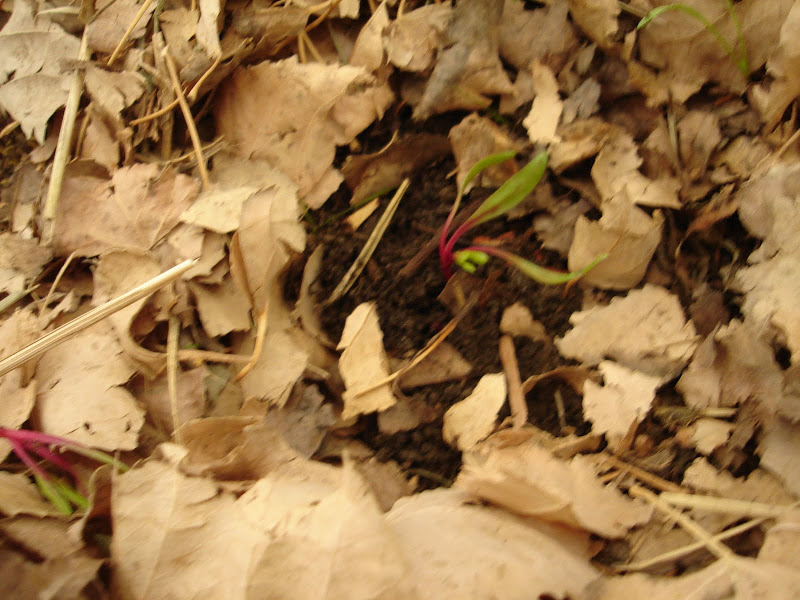DSC01230.JPG