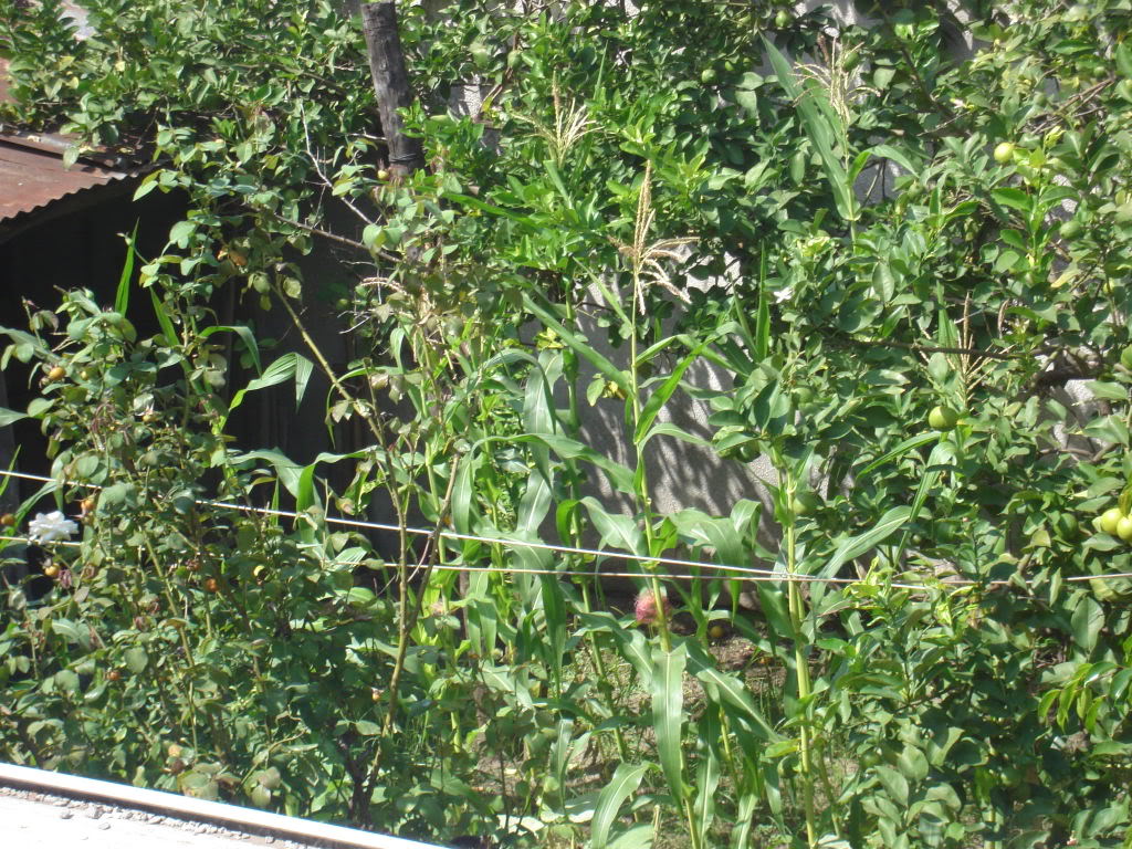 DSC01240.jpg