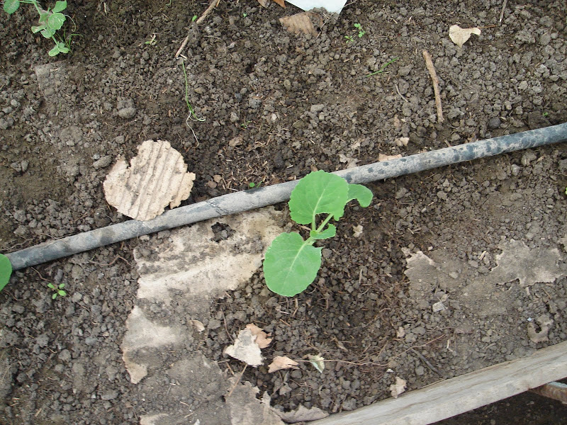 DSC01240.JPG