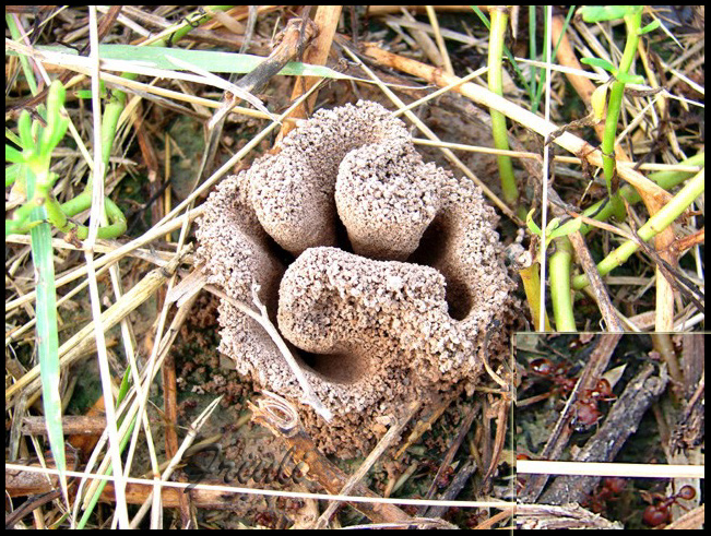 DSC01241_copiar.jpg