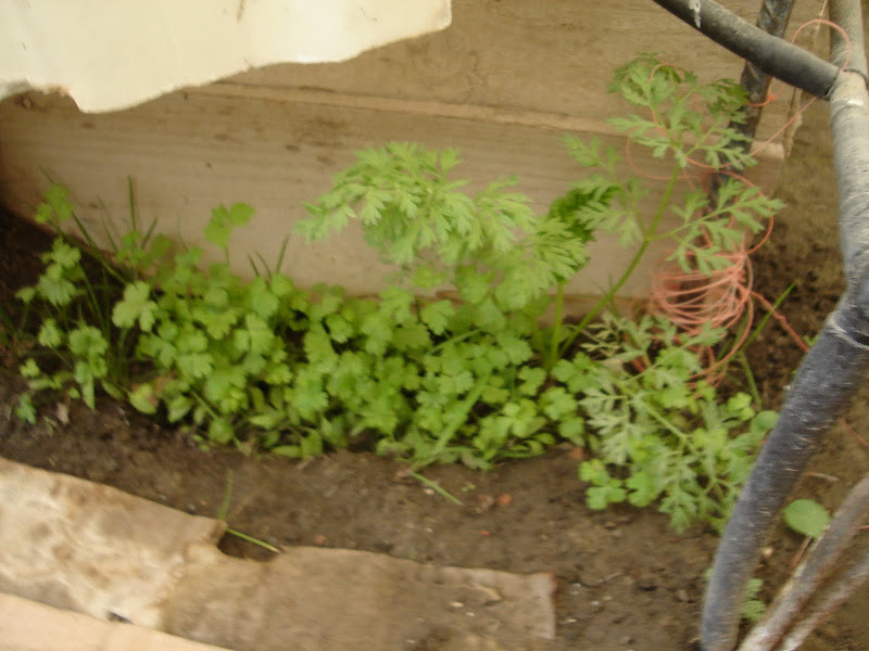 DSC01244.JPG