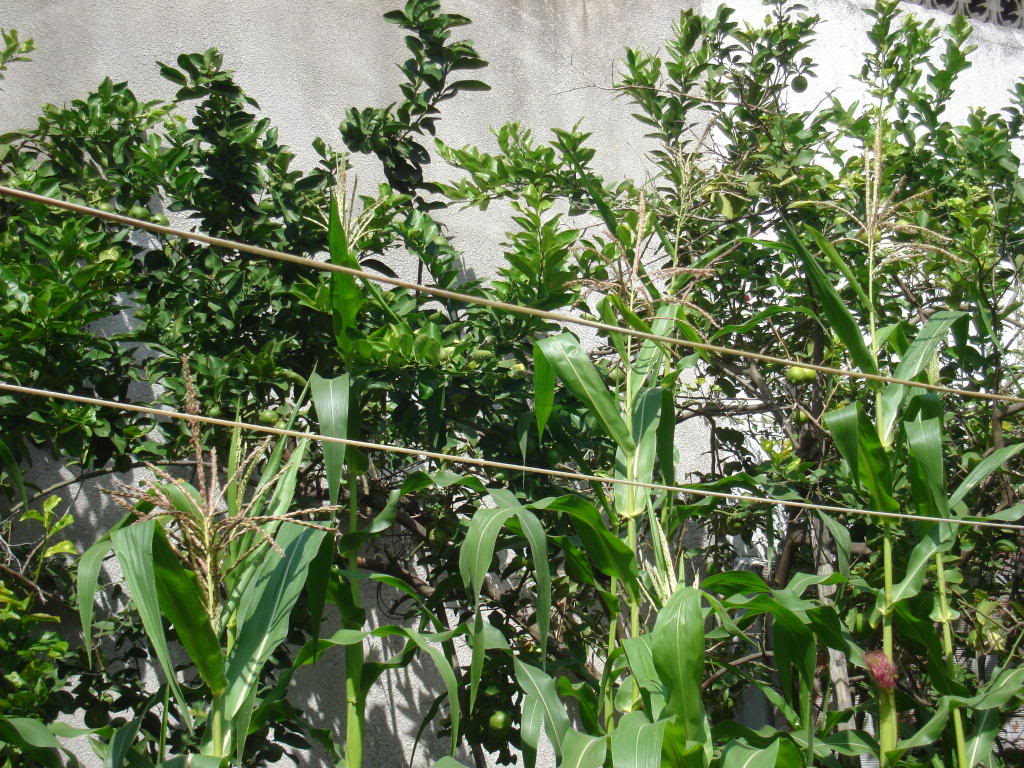 DSC01245.jpg