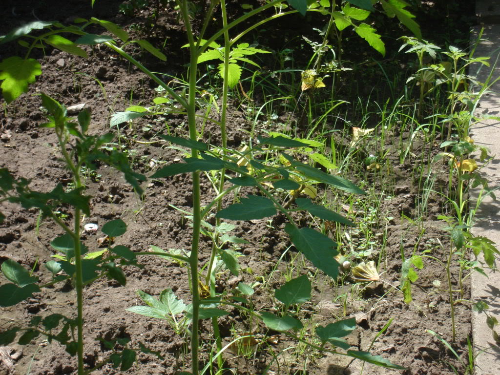 DSC01248.jpg