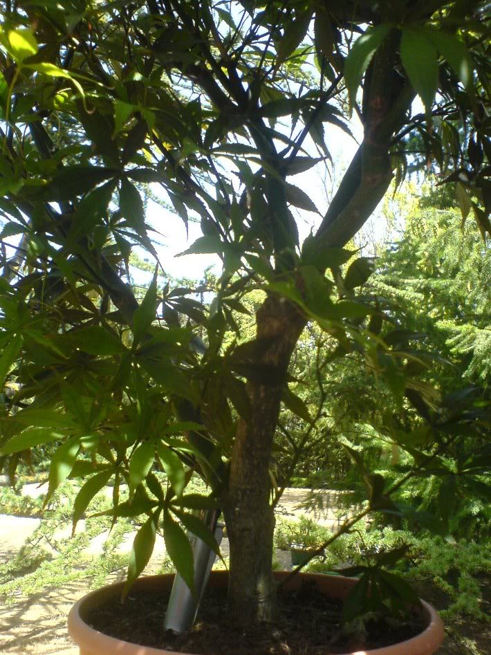 DSC01251.jpg