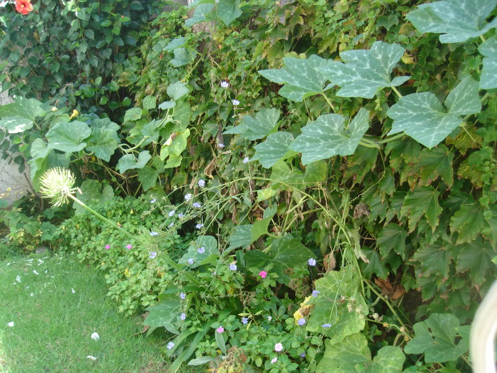 DSC01251.jpg