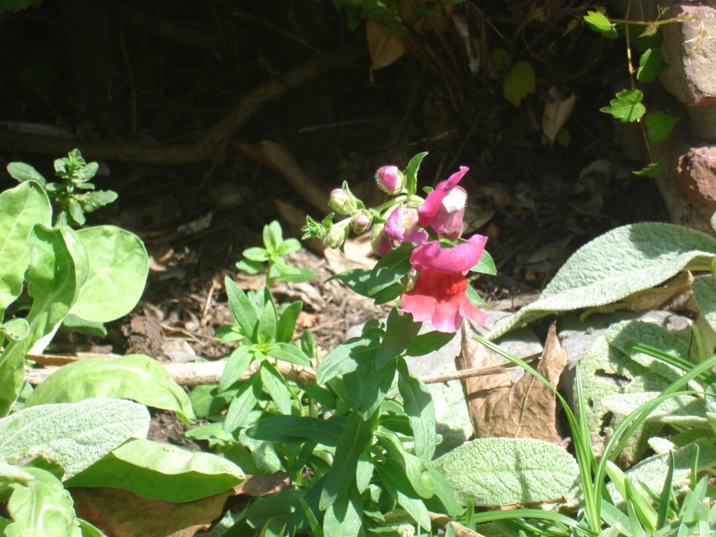 DSC01253.jpg