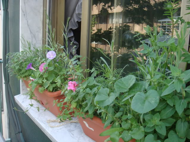 DSC01255.jpg