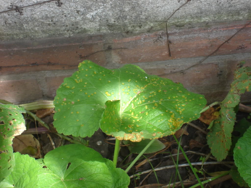 DSC01257.jpg