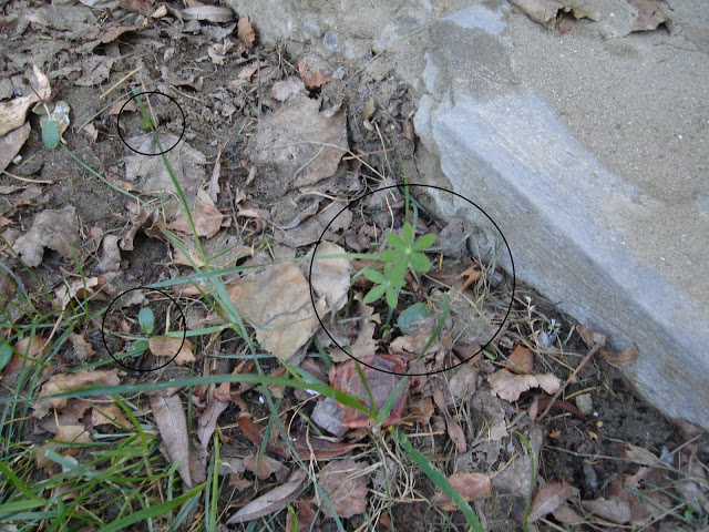 DSC01261.JPG