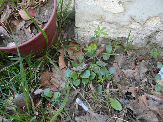 DSC01262.JPG