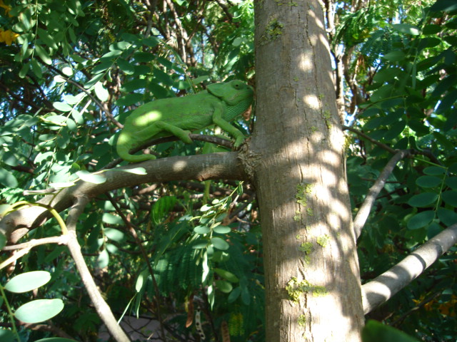 DSC01264.JPG