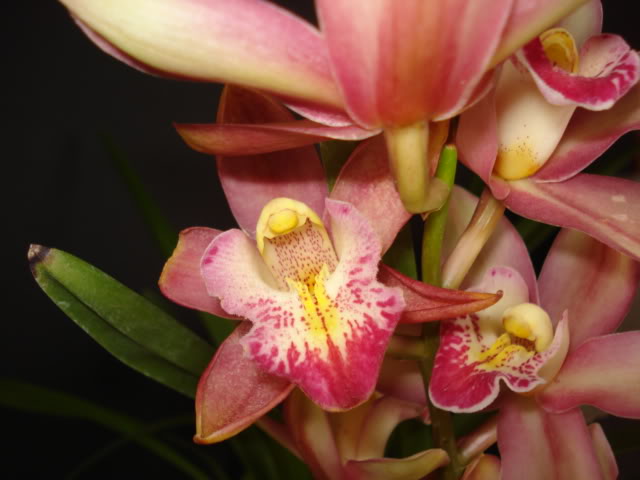 DSC01265.jpg