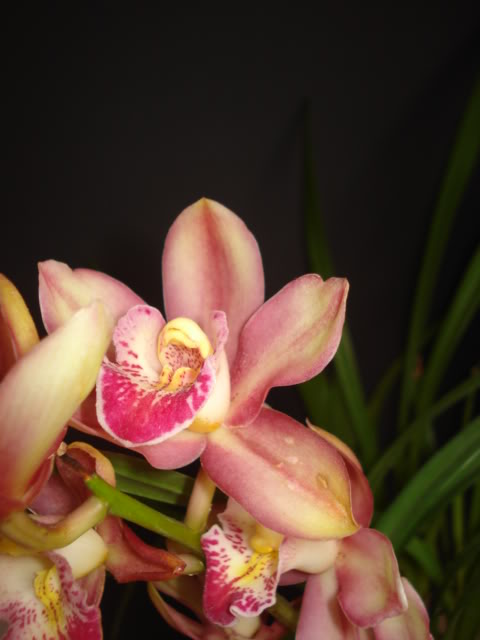 DSC01266.jpg
