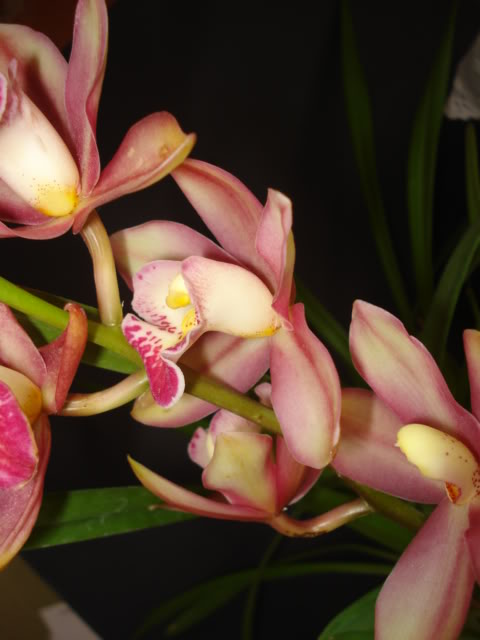 DSC01267.jpg