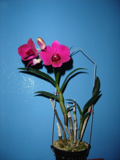 DSC01273.JPG