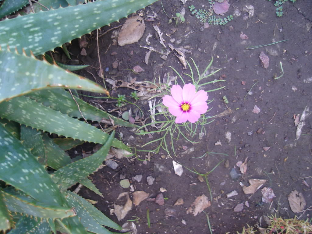 DSC01278.jpg